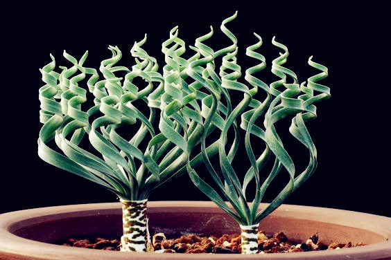 spiral grass succulent On Sale! 100 pieces spiral grass succulent plant DIY grass bonsai gard –  Rob Teeth