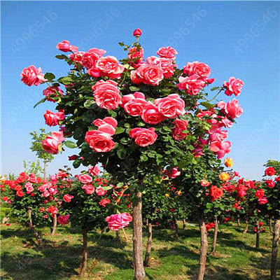 rose bonsai tree for sale 50Pcs Mix-color rose tree rare rose flower Bonsai for home garden plan – Rob Teeth