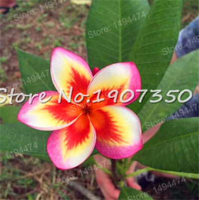 Sale! 100 pcs/bag Plumeria Bonsai Frangipani Mixed Color Egg Flower Ru –  Rob Teeth