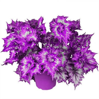coleus bonsai 15 colors 100pcs beautiful begonia flower bonsai potted flowers bonsai –  Rob Teeth