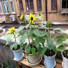Load image into Gallery viewer, 50 pcs Skyscraper &quot;8 Feet Tall&quot; Sunflower bonsai Easy To Grow Annual Giant Novel Blooming Plants Home Garden * bonsai
