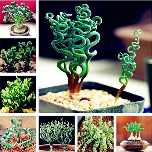On Sale! 100 pieces spiral grass succulent plant DIY grass bonsai garden pots exotic family plants ornamental Spring Grass