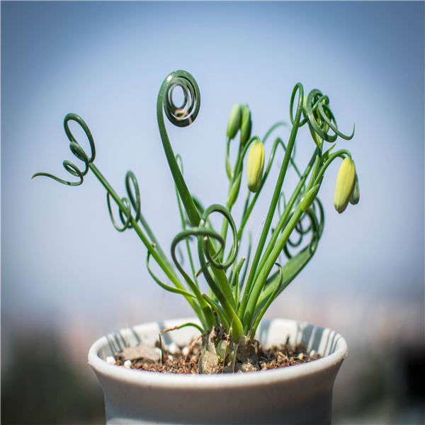 spiral succulent plants for sale On Sale! 100 pieces spiral grass succulent plant DIY grass bonsai gard – Rob Teeth