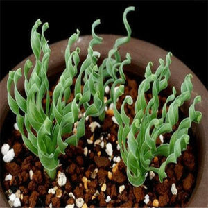 spiral grass succulent On Sale! 100 pieces spiral grass succulent plant DIY grass bonsai gard – Rob Teeth