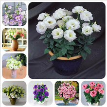 Load image into Gallery viewer, 2019 hot sale! 100pcs Dwarf Eustoma bonsais Spring Sowing Autumn bonsais Indoor Flowers Balcony Potted wedding decoration