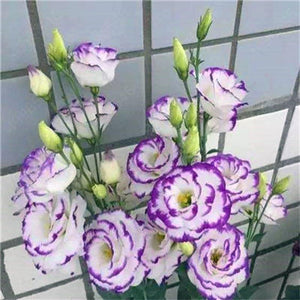 2019 hot sale! 100pcs Dwarf Eustoma bonsais Spring Sowing Autumn bonsais Indoor Flowers Balcony Potted wedding decoration