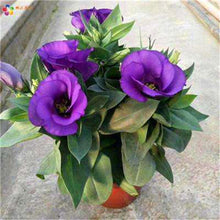 Load image into Gallery viewer, 2019 hot sale! 100pcs Dwarf Eustoma bonsais Spring Sowing Autumn bonsais Indoor Flowers Balcony Potted wedding decoration