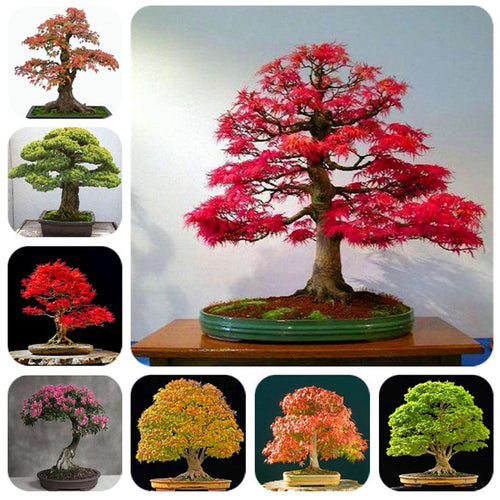 Hot Sale! 10 pcs Maple tree Bonsa, bonsai blue maple tree japanese maple Bonsa, plants for home garden and Balcony, Easy to Grow