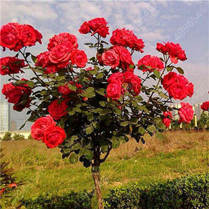 50Pcs Mix-color rose tree rare rose flower Bonsai for home garden planting Potted,Balcony & Yard Flower bonsai plant free ship