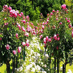 50Pcs Mix-color rose tree rare rose flower Bonsai for home garden planting Potted,Balcony & Yard Flower bonsai plant free ship