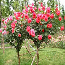 Load image into Gallery viewer, 50Pcs Mix-color rose tree rare rose flower Bonsai for home garden planting Potted,Balcony &amp; Yard Flower bonsai plant free ship