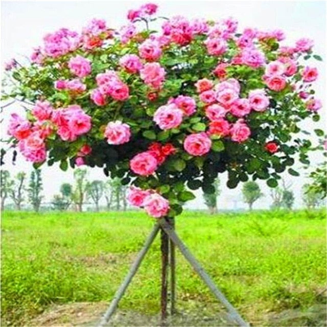 rose bonsai tree for sale 50Pcs Mix-color rose tree rare rose flower Bonsai for home garden plan – Rob Teeth