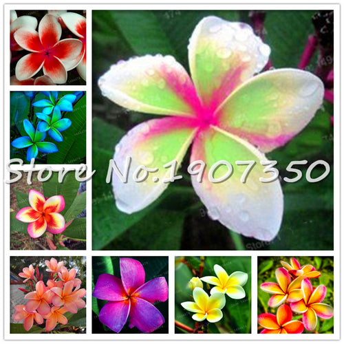 Sale! 100 pcs/bag Plumeria Bonsai Frangipani Mixed Color Egg Flower Rubra Decor Romance Potted Plant DIY Home Pot Planting