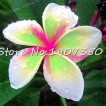 Load image into Gallery viewer, Sale! 100 pcs/bag Plumeria Bonsai Frangipani Mixed Color Egg Flower Rubra Decor Romance Potted Plant DIY Home Pot Planting