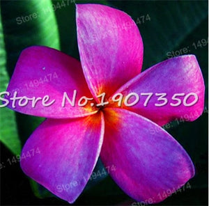 Sale! 100 pcs/bag Plumeria Bonsai Frangipani Mixed Color Egg Flower Rubra Decor Romance Potted Plant DIY Home Pot Planting