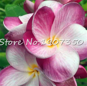 Sale! 100 pcs/bag Plumeria Bonsai Frangipani Mixed Color Egg Flower Rubra Decor Romance Potted Plant DIY Home Pot Planting