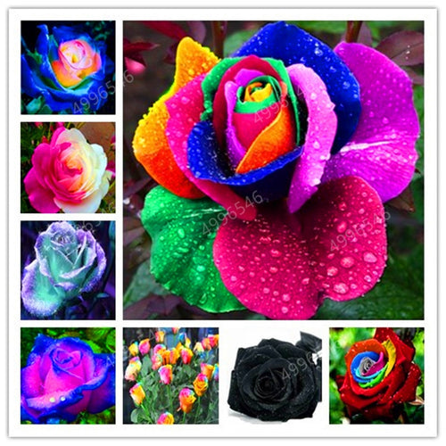 200 pcs Rare Holland Rainbow Rose Flower bonsai Home Garden Rare Flower plant rainbow Rose flores,rose flower seedlings