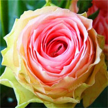 Load image into Gallery viewer, 200 pcs Rare Holland Rainbow Rose Flower bonsai Home Garden Rare Flower plant rainbow Rose flores,rose flower seedlings