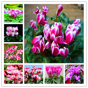 100 Pcs Cyclamen Bonsai Mixed Indoor Potted Flower Plants Perennial Flowering Plants For Balcony Garden Bonsai Natural Growth