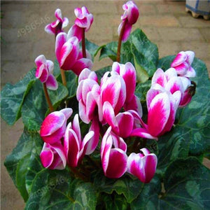 100 Pcs Cyclamen Bonsai Mixed Indoor Potted Flower Plants Perennial Flowering Plants For Balcony Garden Bonsai Natural Growth