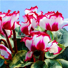 Load image into Gallery viewer, 100 Pcs Cyclamen Bonsai Mixed Indoor Potted Flower Plants Perennial Flowering Plants For Balcony Garden Bonsai Natural Growth