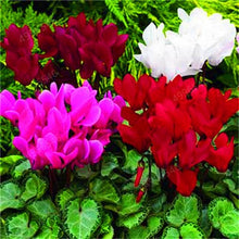 Load image into Gallery viewer, 100 Pcs Cyclamen Bonsai Mixed Indoor Potted Flower Plants Perennial Flowering Plants For Balcony Garden Bonsai Natural Growth