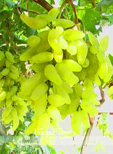 Load image into Gallery viewer, New Arrival!100% True Golden Finger Green Sweet Grape Organic Bonsai, 50 Pcs/Lot, Hardy Plant Delicious Fruit