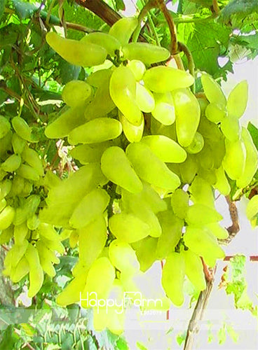New Arrival!100% True Golden Finger Green Sweet Grape Organic Bonsai, 50 Pcs/Lot, Hardy Plant Delicious Fruit